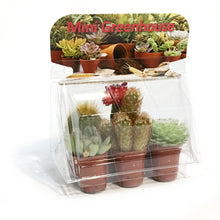 Load image into Gallery viewer, 1.5in Rainbow Mix Mini Greenhouse
