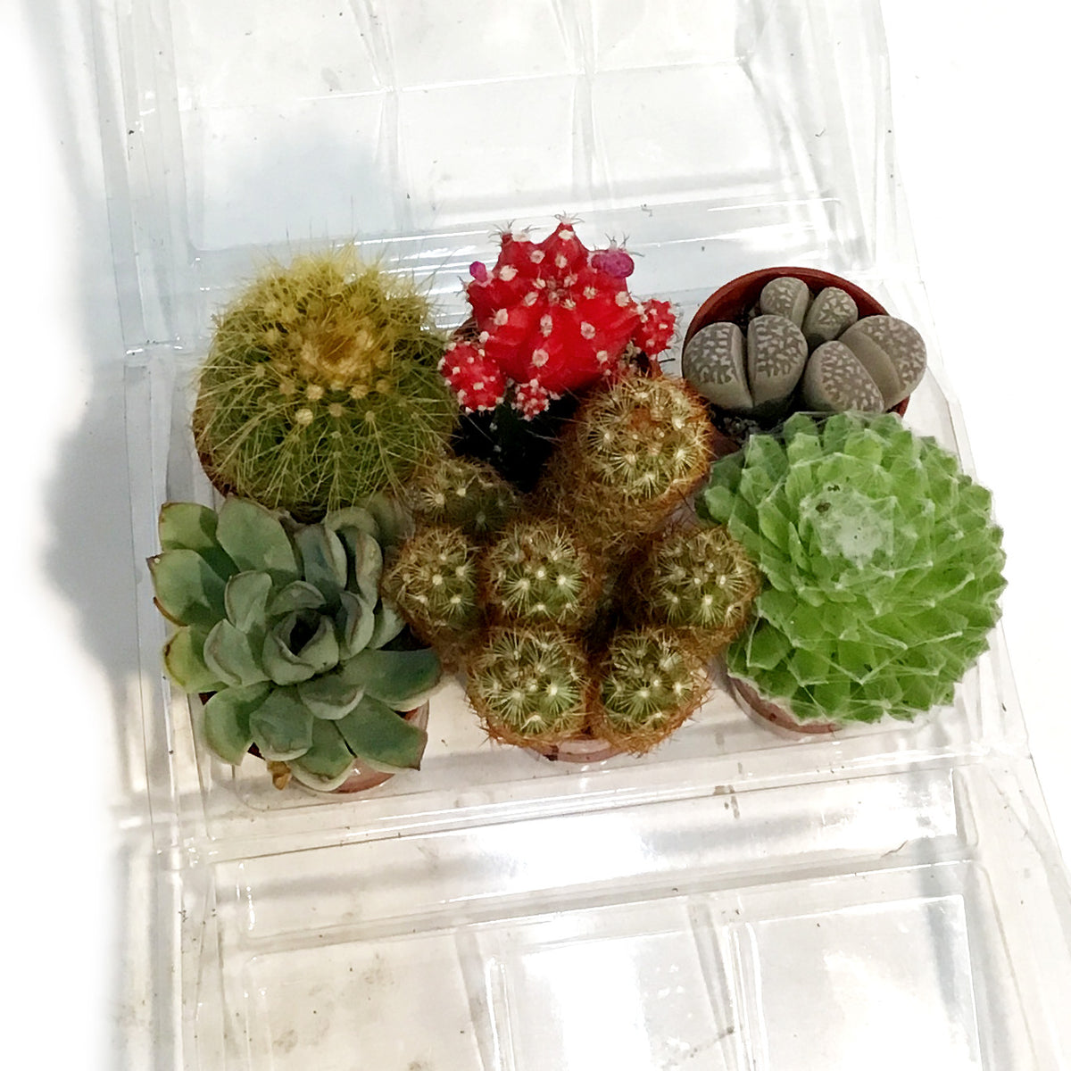 1.5in Rainbow Mix Mini Greenhouse