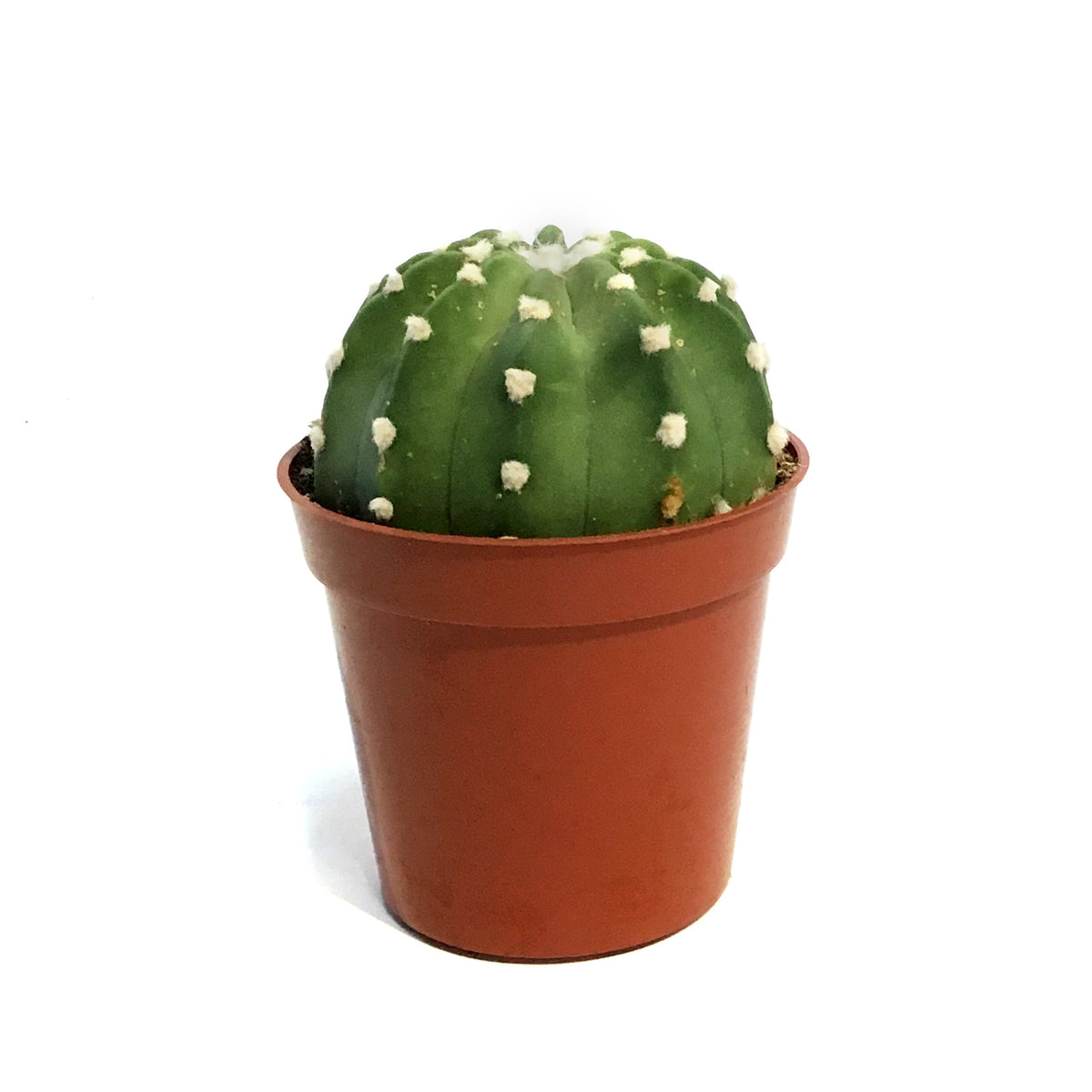Cactus, 3.25in, E. Subdenudatum '