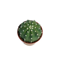 Load image into Gallery viewer, Cactus, 3.25in, E. Subdenudatum &#39;
