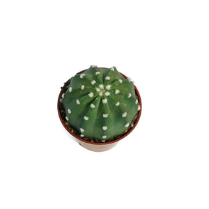 Cactus, 3.25in, E. Subdenudatum '