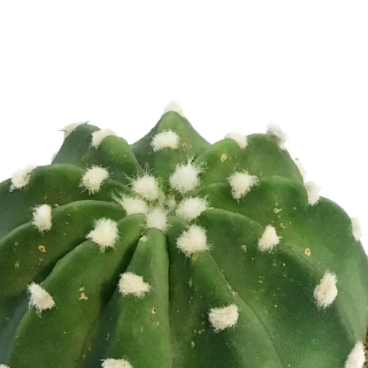 Cactus, 3.25in, E. Subdenudatum '