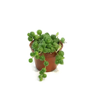 String of Pearls, 2in, Senecio Rowleyanus