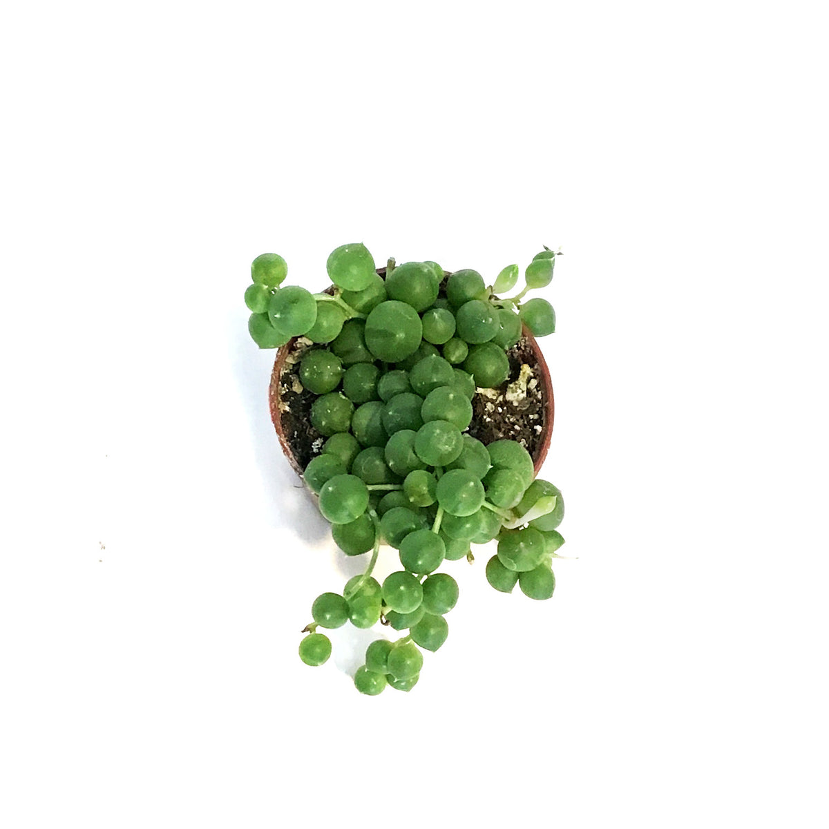 String of Pearls, 2in, Senecio Rowleyanus