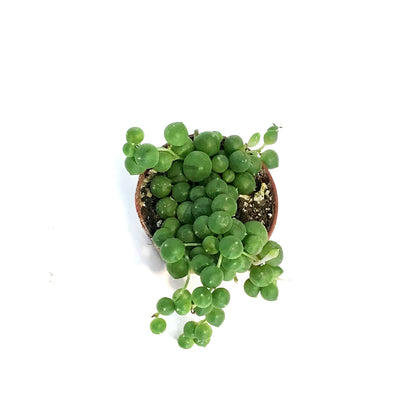 String of Pearls, 2in, Senecio Rowleyanus