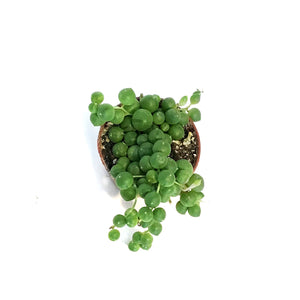 String of Pearls, 2in, Senecio Rowleyanus