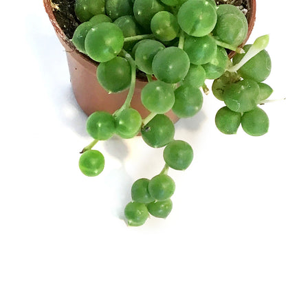String of Pearls, 2in, Senecio Rowleyanus