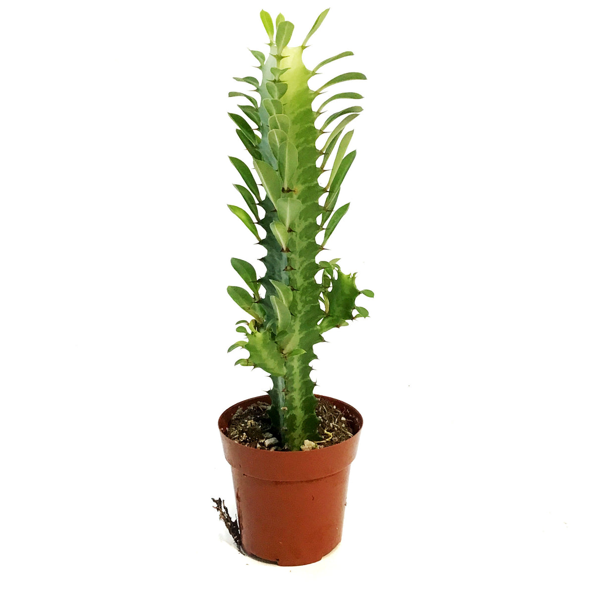 Cactus, 3in, Euphorbia African Milk Tree, Green
