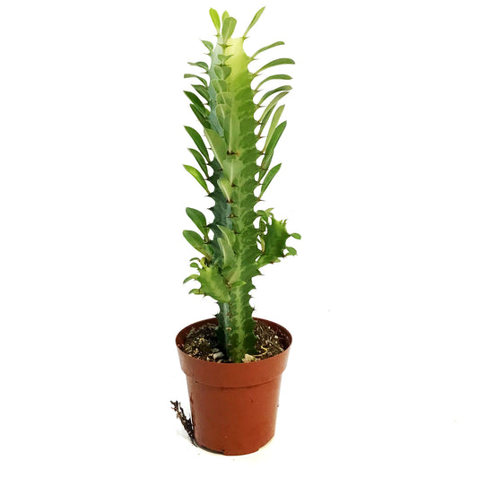 Cactus, 3in, Euphorbia African Milk Tree, Green