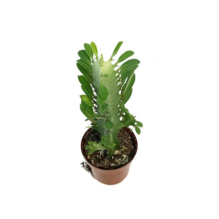 Cactus, 3in, Euphorbia African Milk Tree, Green