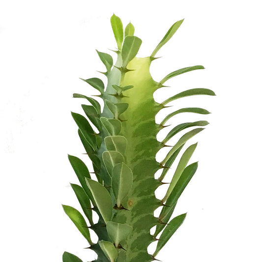 Cactus, 3in, Euphorbia African Milk Tree, Green