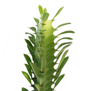 Cactus, 3in, Euphorbia African Milk Tree, Green