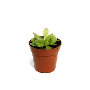 Butterwort, 3in, Pinguicula primuliflora