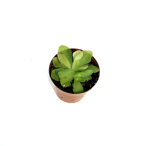 Butterwort, 3in, Pinguicula primuliflora