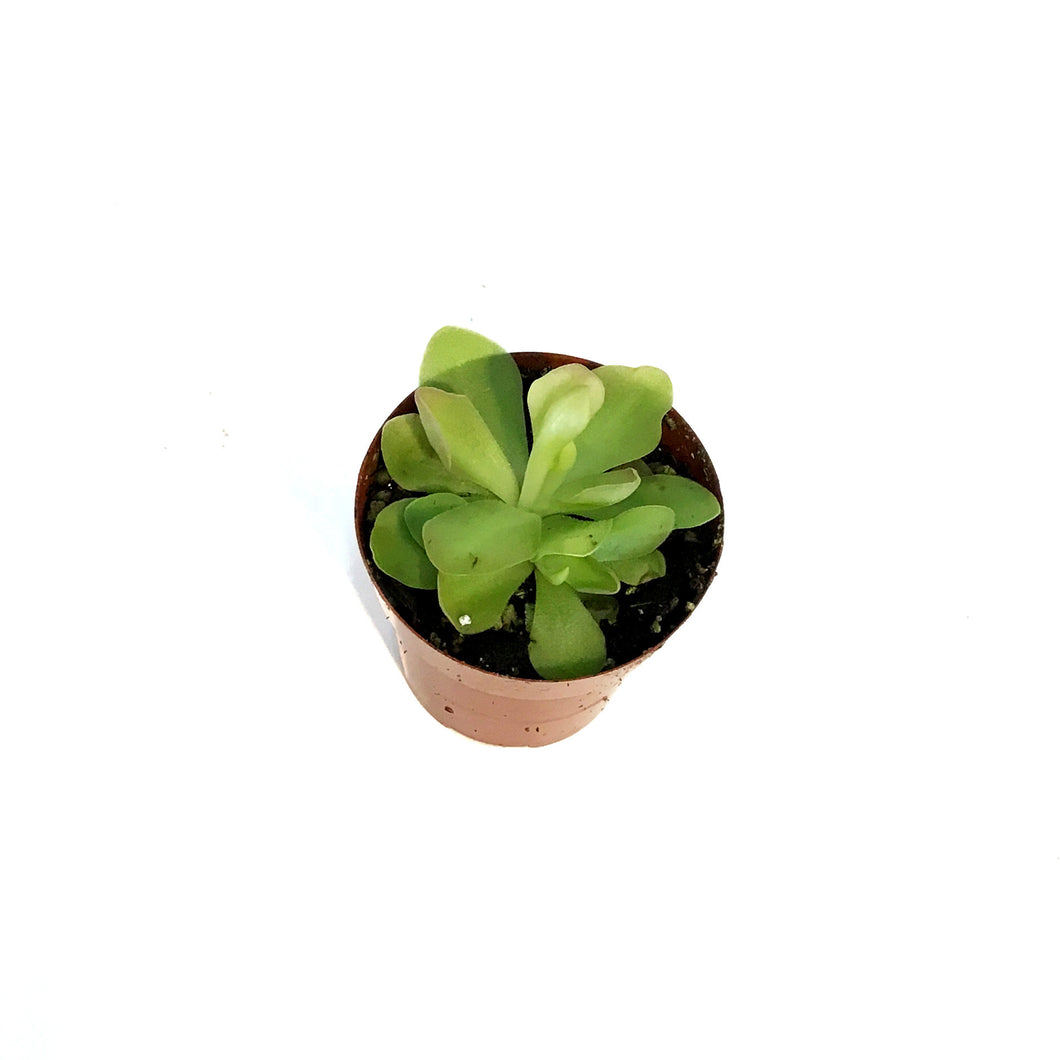 Butterwort, 3in, Pinguicula primuliflora