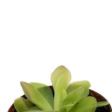 Butterwort, 3in, Pinguicula primuliflora