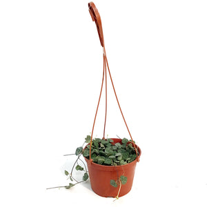 String of Hearts Variegated, 6in HB, Ceropegia