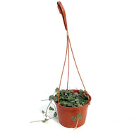 String of Hearts Variegated, 6in HB, Ceropegia