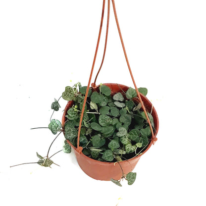 String of Hearts Variegated, 6in HB, Ceropegia