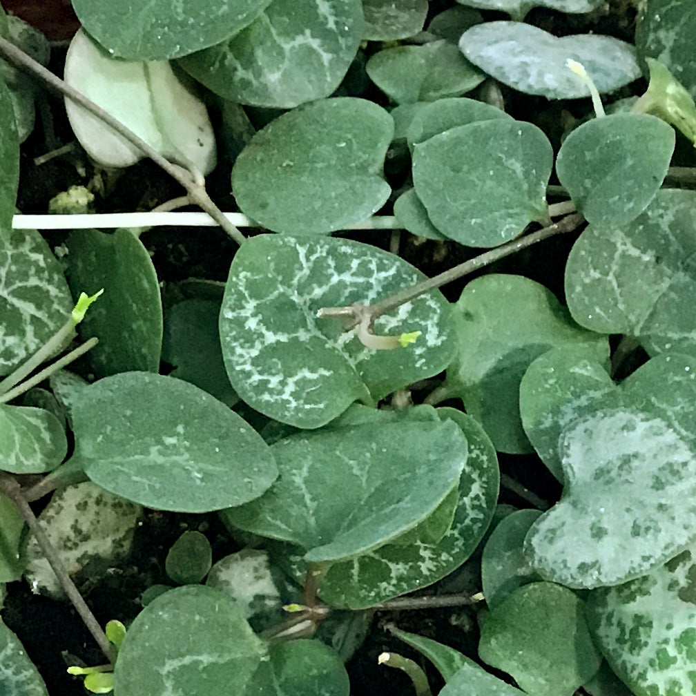 String of Hearts Variegated, 6in HB, Ceropegia