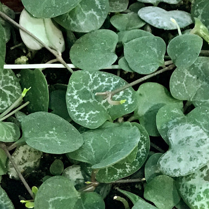 String of Hearts Variegated, 6in HB, Ceropegia