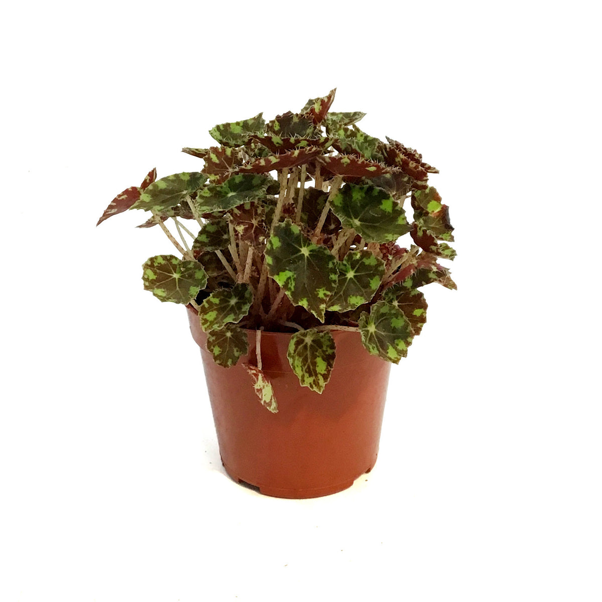 Begonia, 4in, Tigers Paw