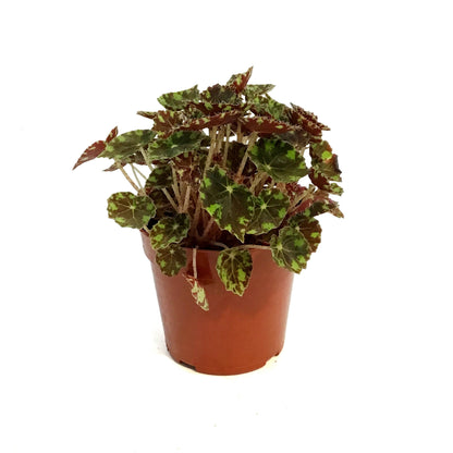 Begonia, 4in, Tigers Paw