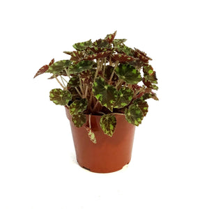 Begonia, 4in, Tigers Paw