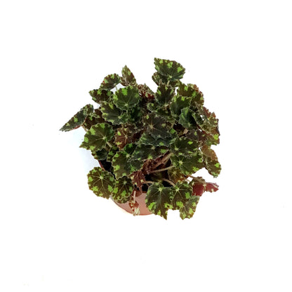 Begonia, 4in, Tigers Paw
