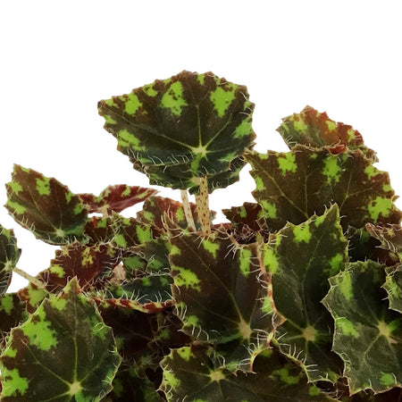 Begonia, 4in, Tigers Paw