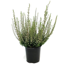 Load image into Gallery viewer, Calluna, 4in, &#39;Sissi&#39; Red
