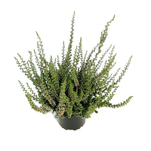 Calluna, 4in, 'Sissi' Red