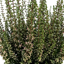 Load image into Gallery viewer, Calluna, 4in, &#39;Sissi&#39; Red
