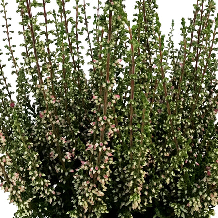 Calluna, 4in, 'Sissi' Red