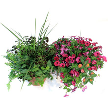 Load image into Gallery viewer, Planter, 13in, Spring Combo, Assorted
