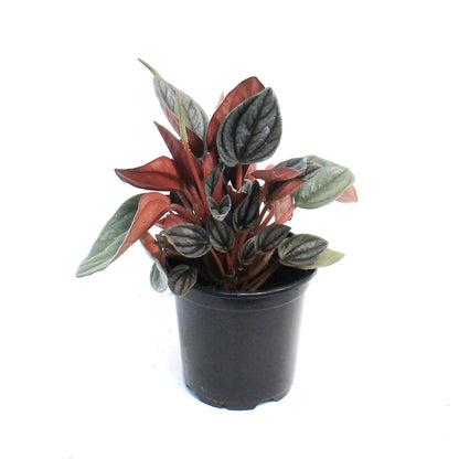 Peperomia, 4in, San Marino