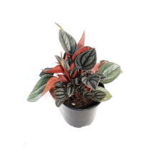 Load image into Gallery viewer, Peperomia, 4in, San Marino
