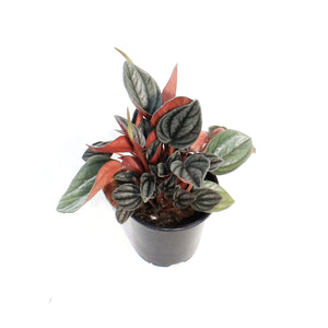 Peperomia, 4in, San Marino