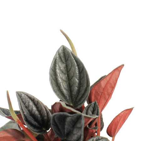 Peperomia, 4in, San Marino