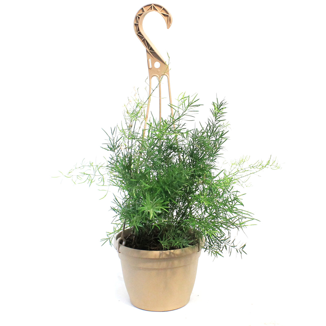 Fern, 6in, Aspargus, Hanging Basket