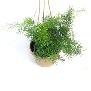 Fern, 6in, Aspargus, Hanging Basket
