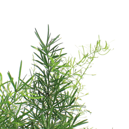 Fern, 6in, Aspargus, Hanging Basket