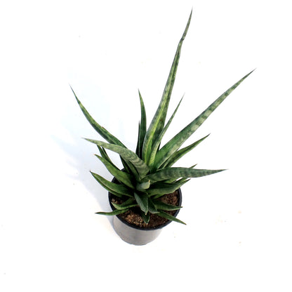 Sansevieria, 4in,Tom Gracillis