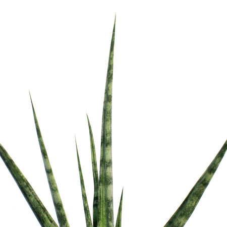 Sansevieria, 4in,Tom Gracillis