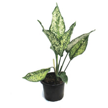 Load image into Gallery viewer, Aglaonema, 4in, Wintry Winehouse
