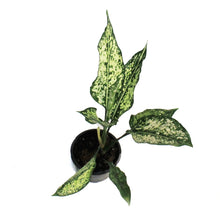 Load image into Gallery viewer, Aglaonema, 4in, Wintry Winehouse
