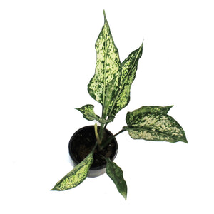 Aglaonema, 4in, Wintry Winehouse