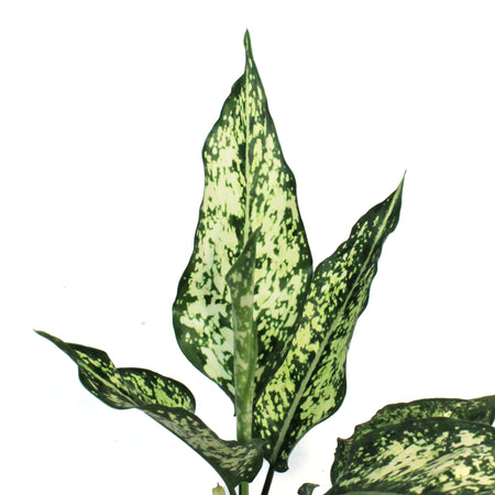 Aglaonema, 4in, Wintry Winehouse
