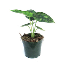 Load image into Gallery viewer, Alocasia, 4in, Beginda Dragon Scale Mint
