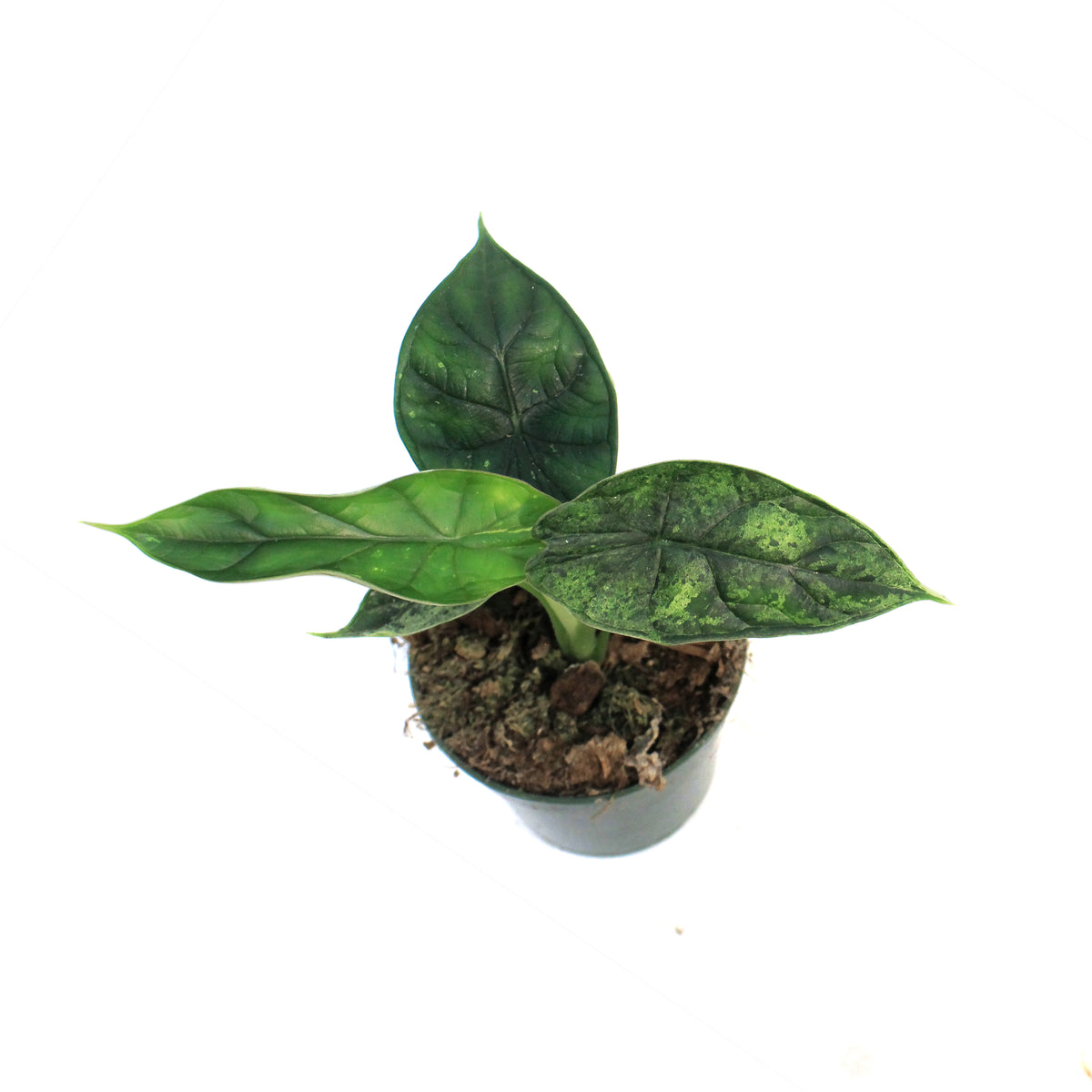 Alocasia, 4in, Beginda Dragon Scale Mint